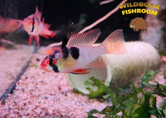 German blue ram