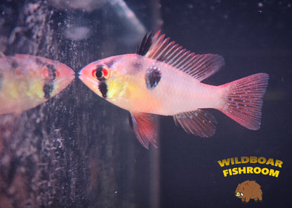 German blue ram