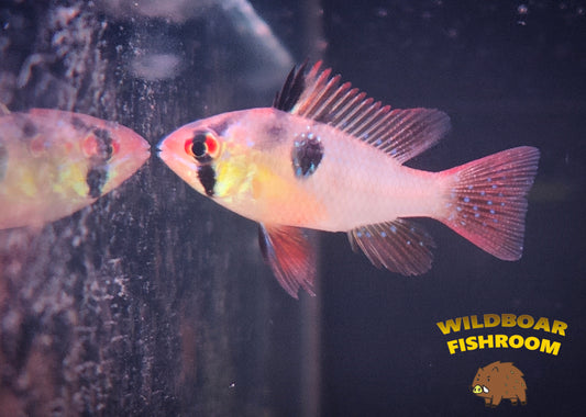 $1 Clearance Auction! - German Ram x 3 (female)