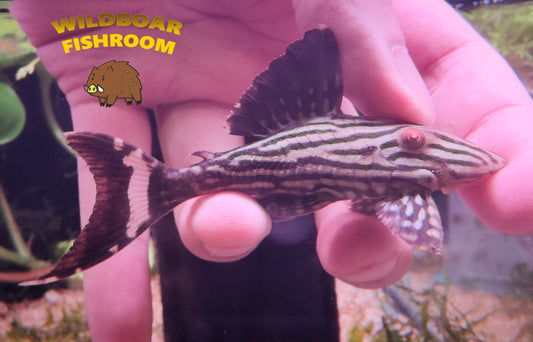 L190 pleco