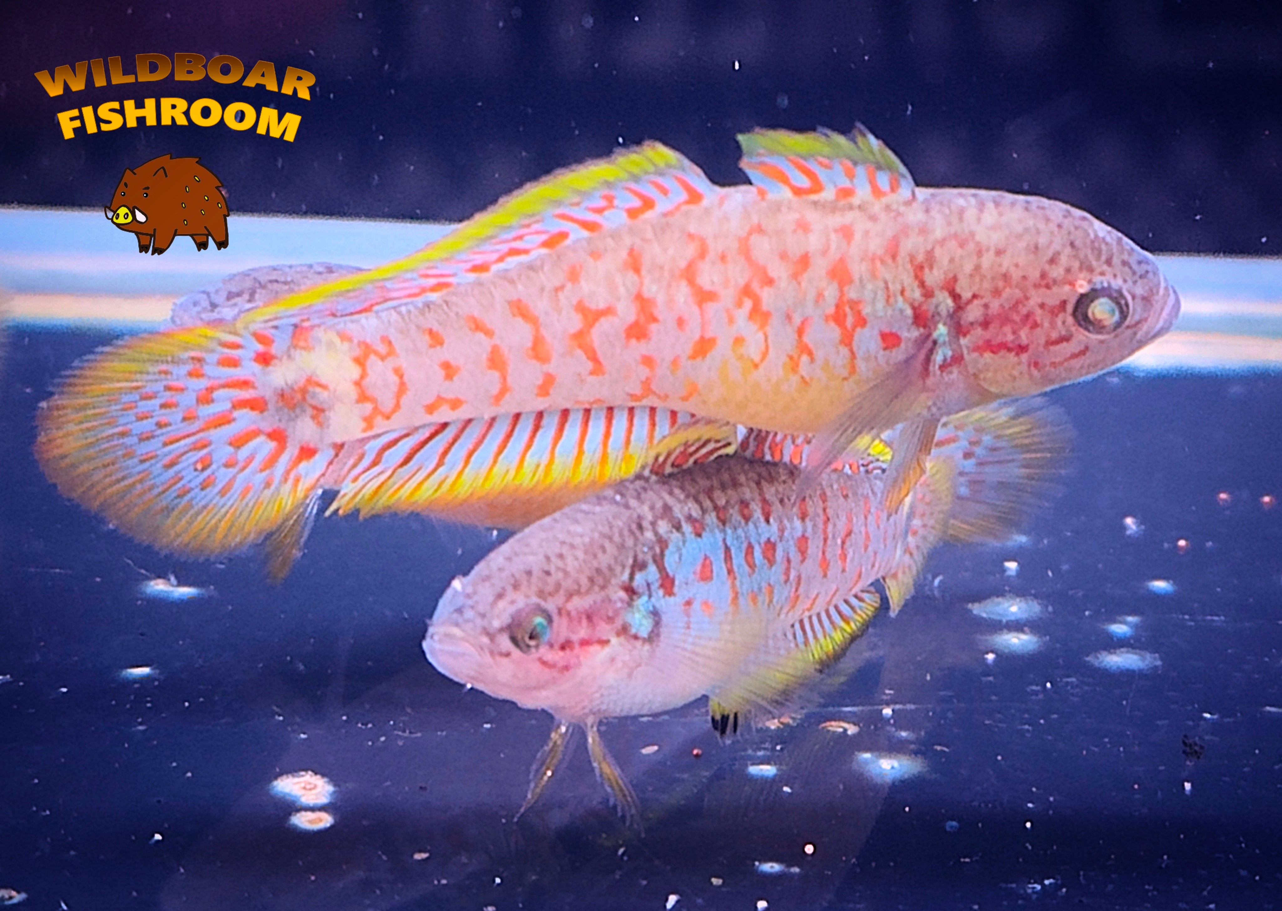Others (fish) – Page 2 – Wildboar Fishroom