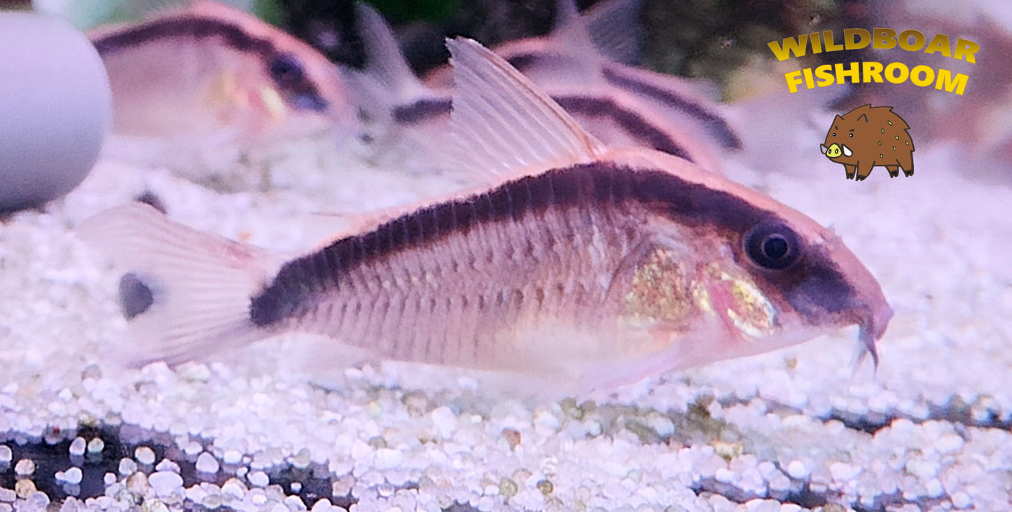 Corydoras arcuatus