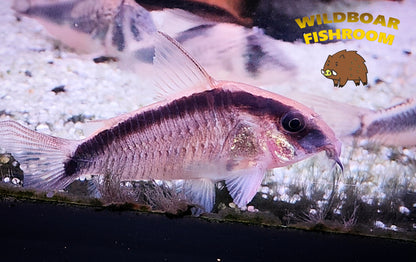 Corydoras arcuatus