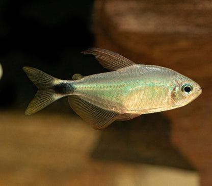 Racoon tetra (hyphessobrycon procyo)