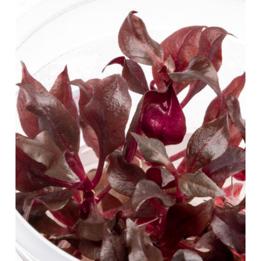 Alternanthera reineckii bronze ALT06/168