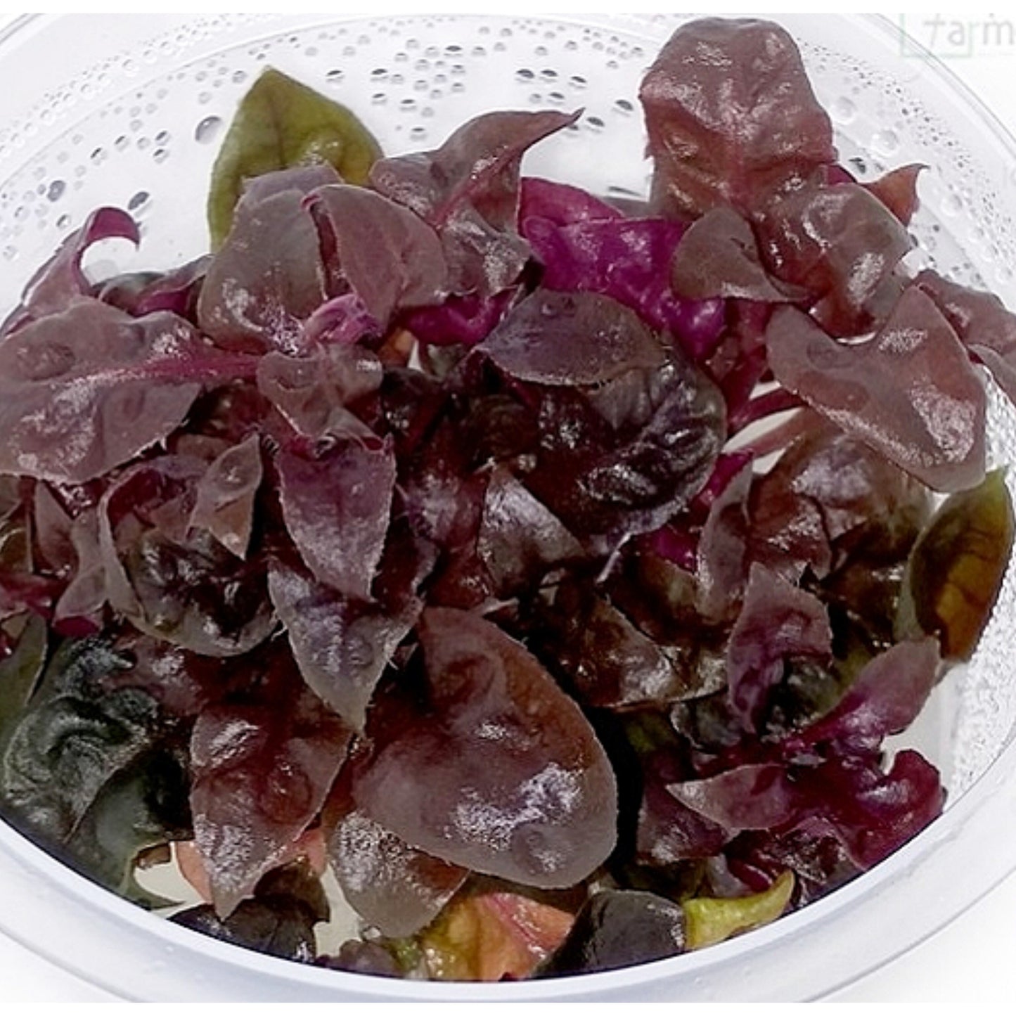 Alternanthera lilacina ALT02/056