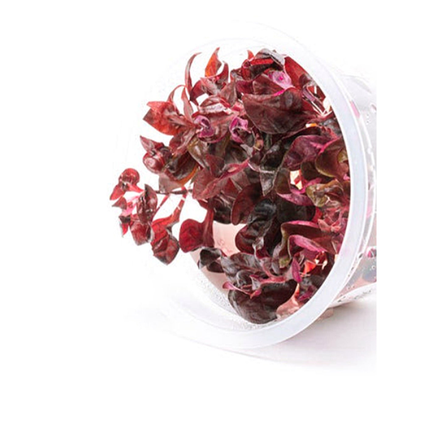 Alternanthera lilacina ALT02/056