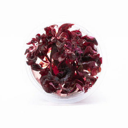 Alternanthera lilacina ALT02/056