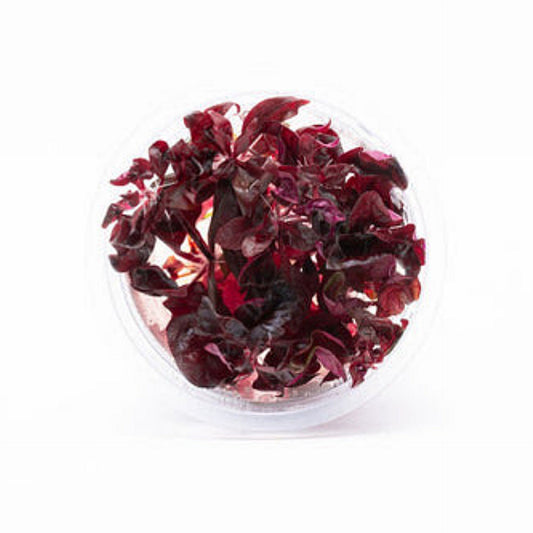 Alternanthera lilacina ALT02/056