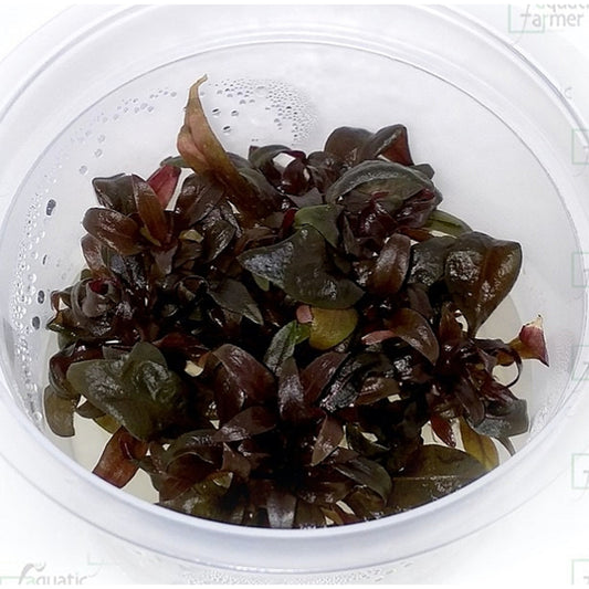 Alternanthera reineckii mini ALT01/001