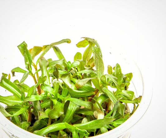 Ammannia gracilis Amm01/007