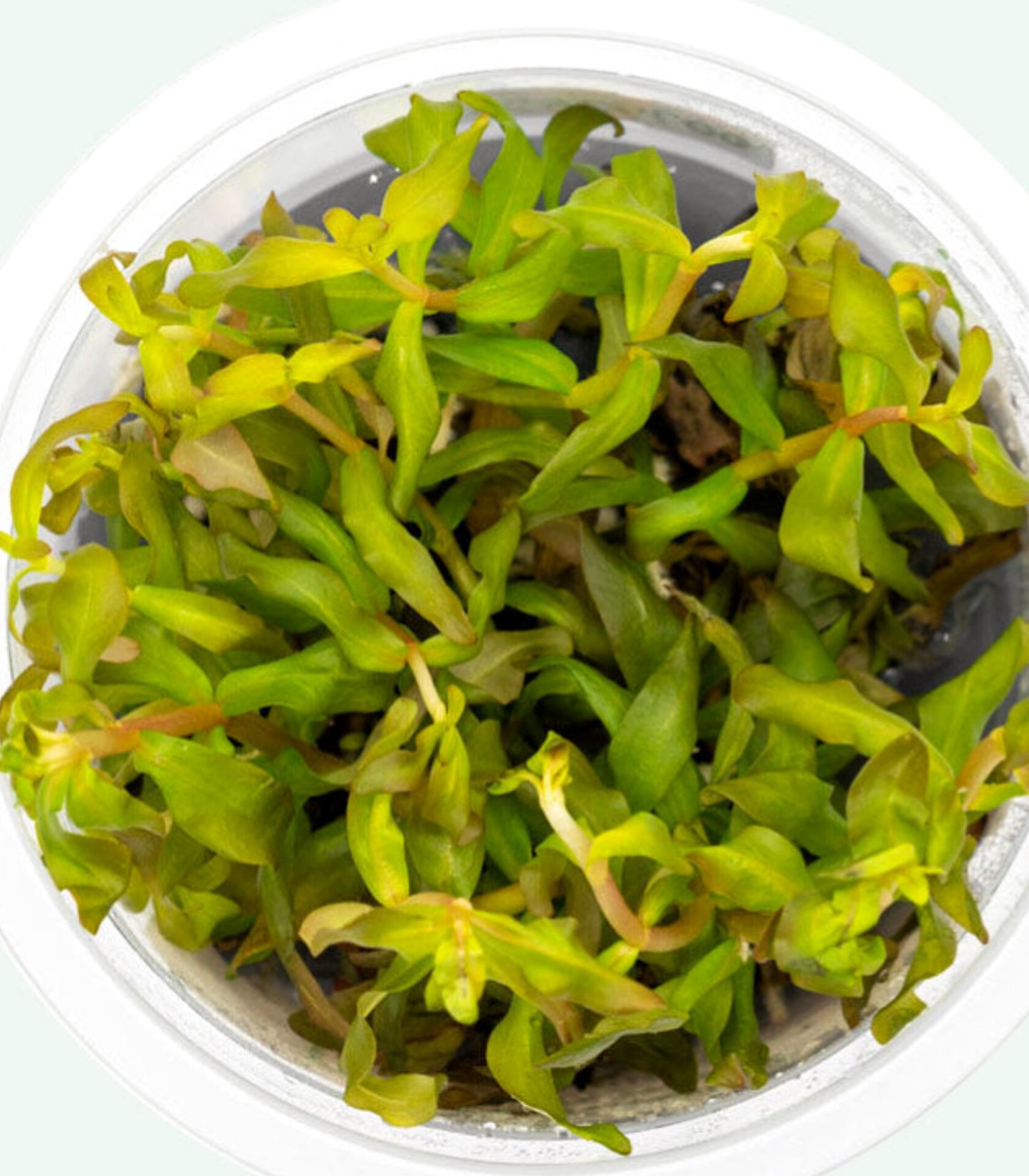 Ammannia gracilis Amm01/007