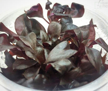 Alternanthera rosaefolia ALT07/165