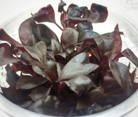 Alternanthera rosaefolia ALT07/165