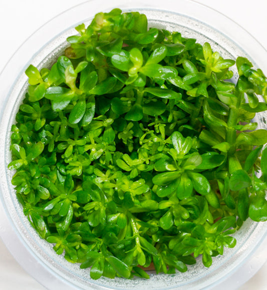 Ammonia sp. "bonsai" AMM02/002