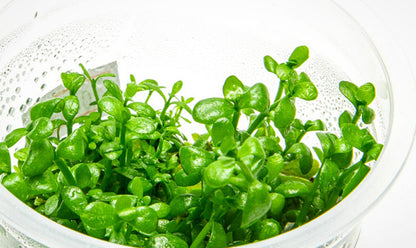 Bacopa monnieri BAC02/008