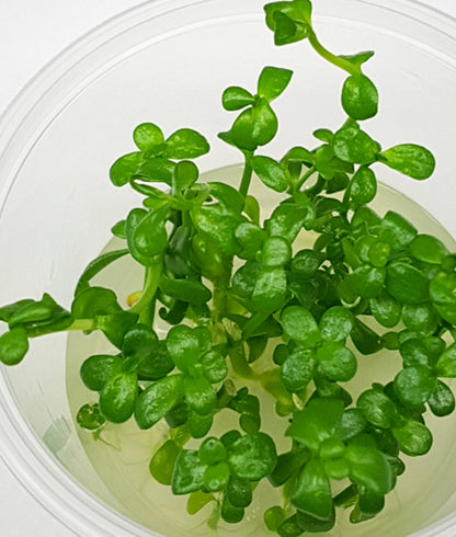 Bacopa monnieri BAC02/008