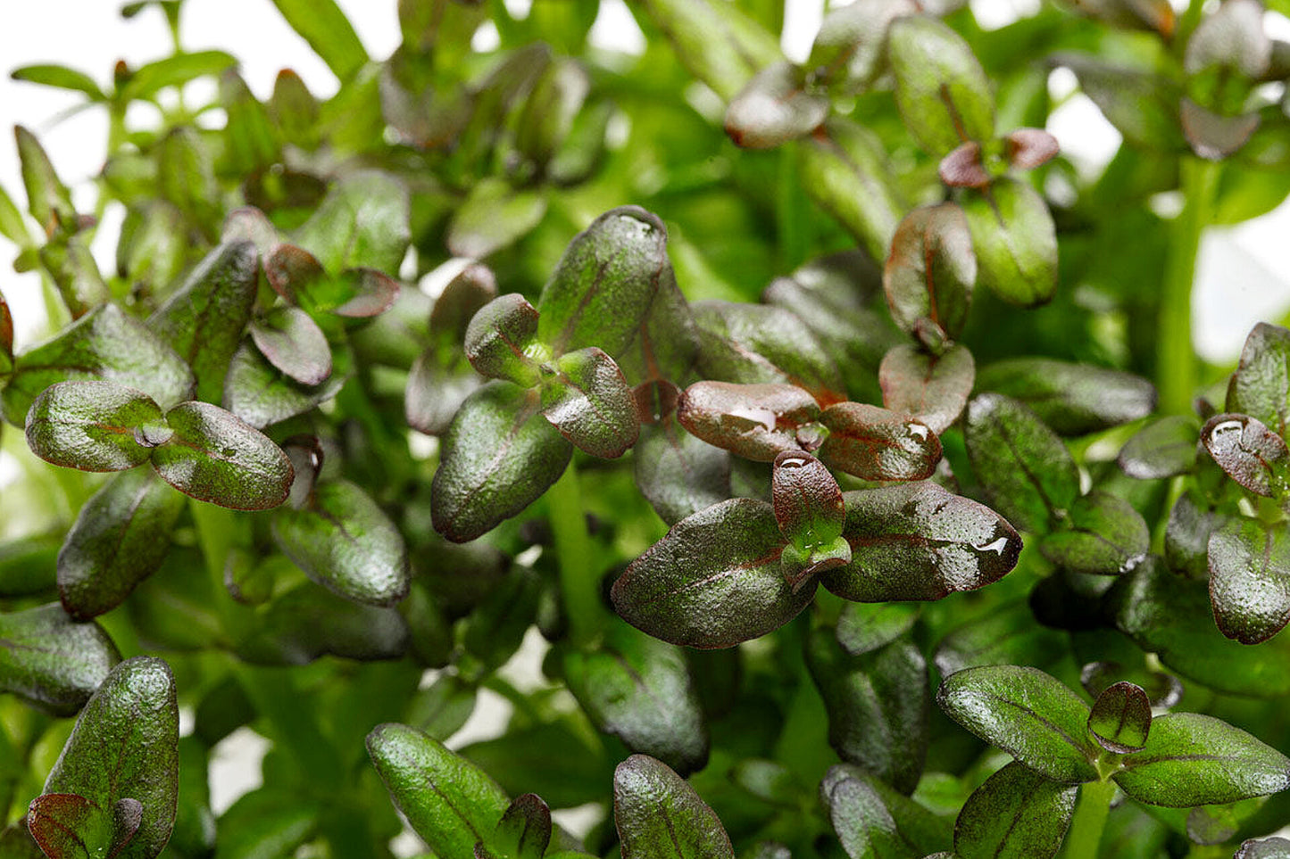 Bacopa salzmannii purple ver