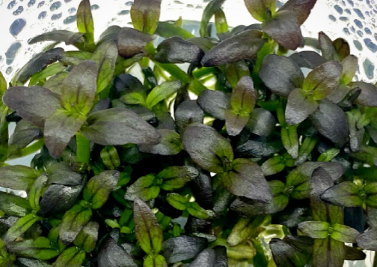 Bacopa salzmannii purple ver