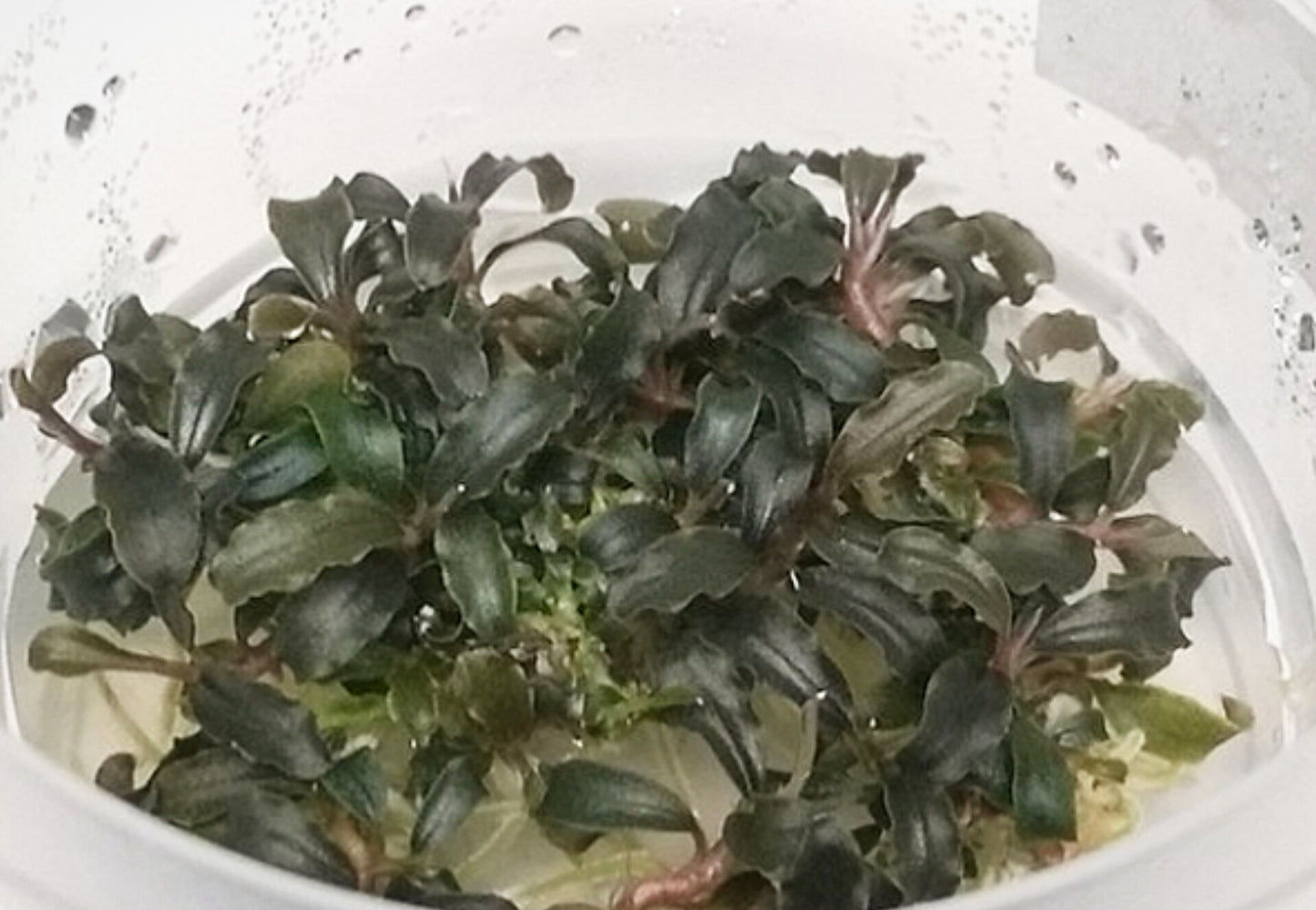 Bucephalandra sp. "red mini" BUC22/151