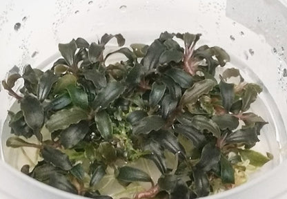 Bucephalandra sp. "red mini" BUC22/151