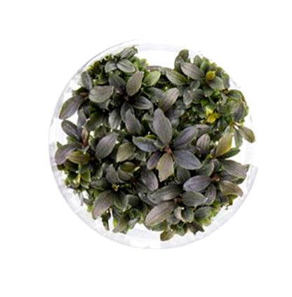 Bucephalandra sp. "red mini" BUC22/151