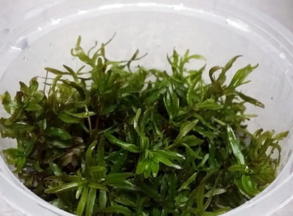 Didiplis diandra DIP01/012