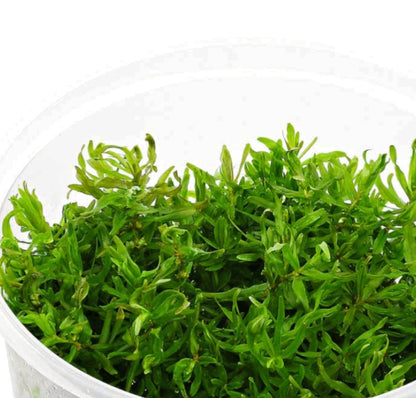 Didiplis diandra DIP01/012