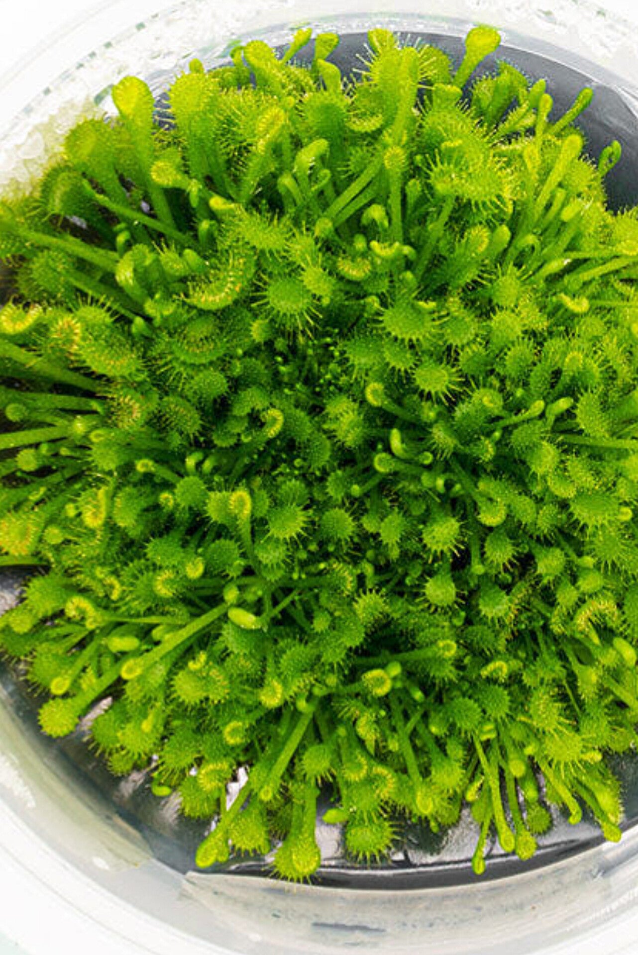 Drosera rotundifolia DR001/100