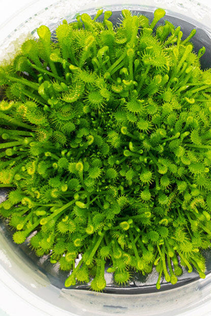 Drosera rotundifolia DR001/100