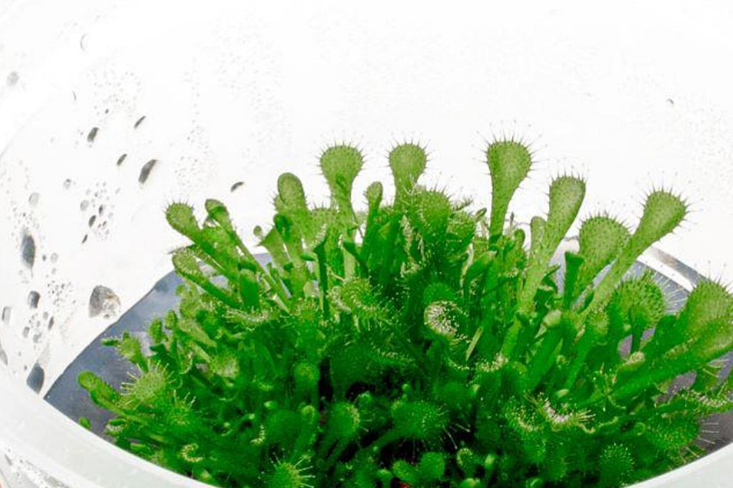 Drosera rotundifolia DR001/100