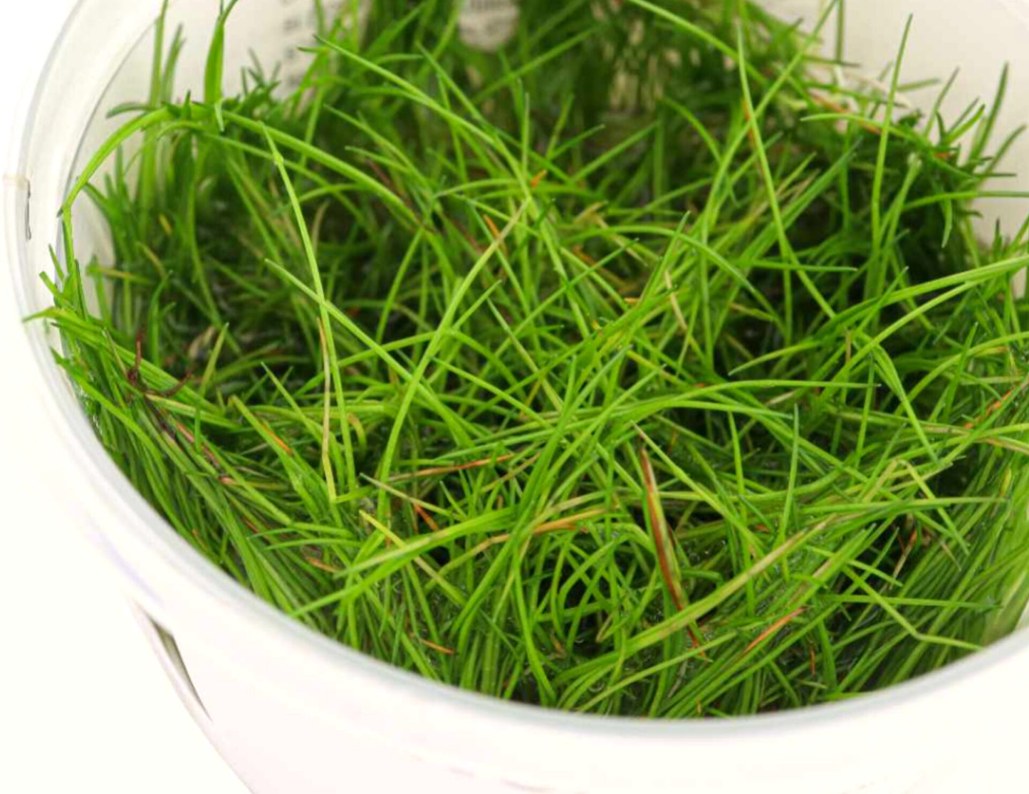 Eleocharis pusilla ELE02/081