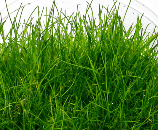 Eleocharis pusilla ELE02/081