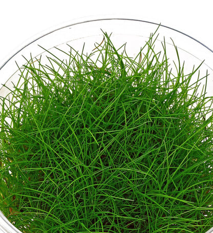 Eleocharis acicularis 'mini' ELE03/111