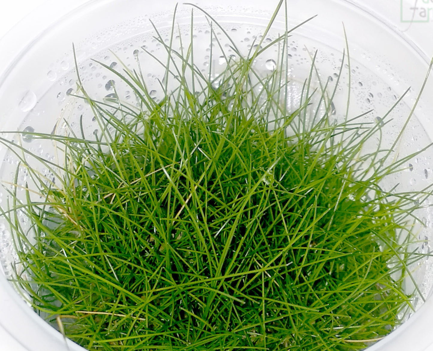 Eleocharis acicularis 'mini' ELE03/111