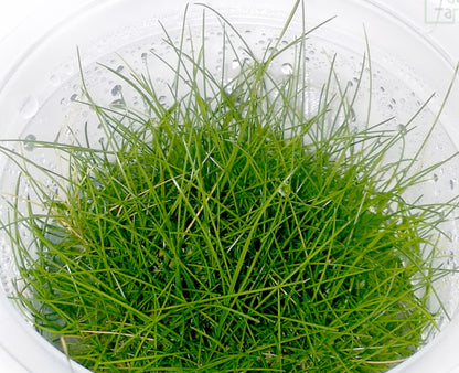 Eleocharis acicularis 'mini' ELE03/111