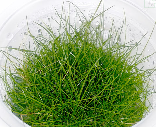 Eleocharis acicularis 'mini' ELE03/111