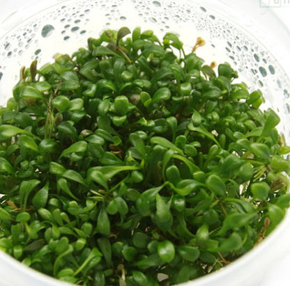 Glossostigma elatinoides GL001/020