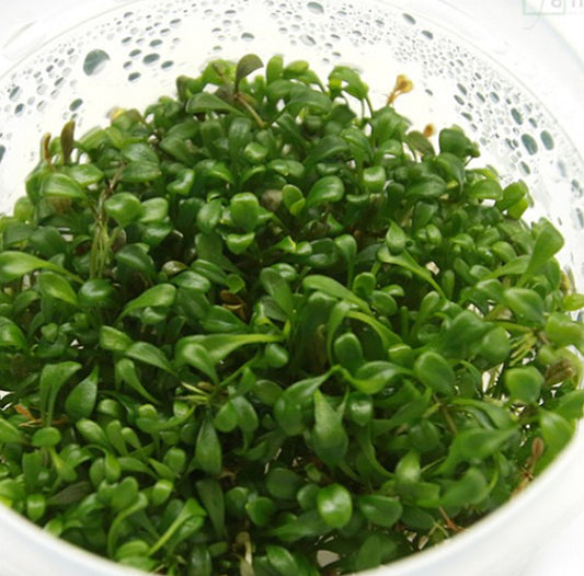 Glossostigma elatinoides GL001/020