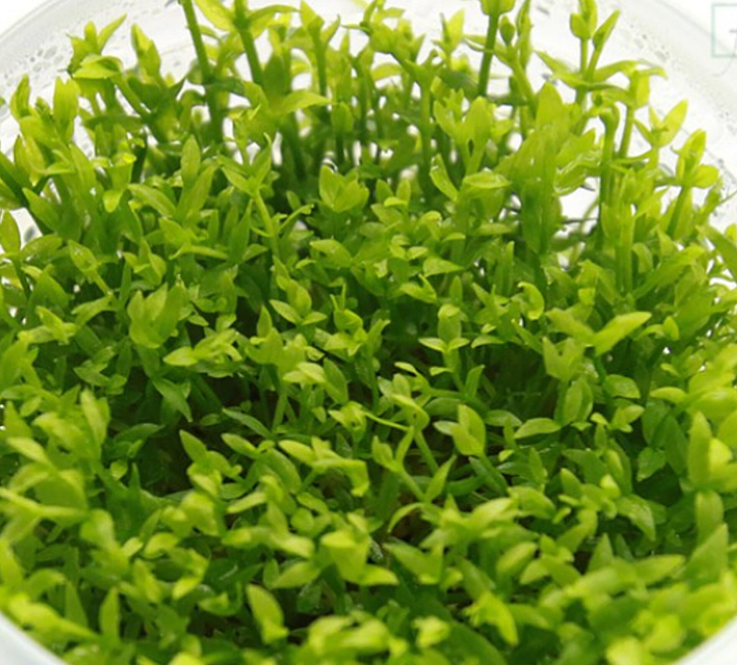 Gratiola Viscidula GRA01/041