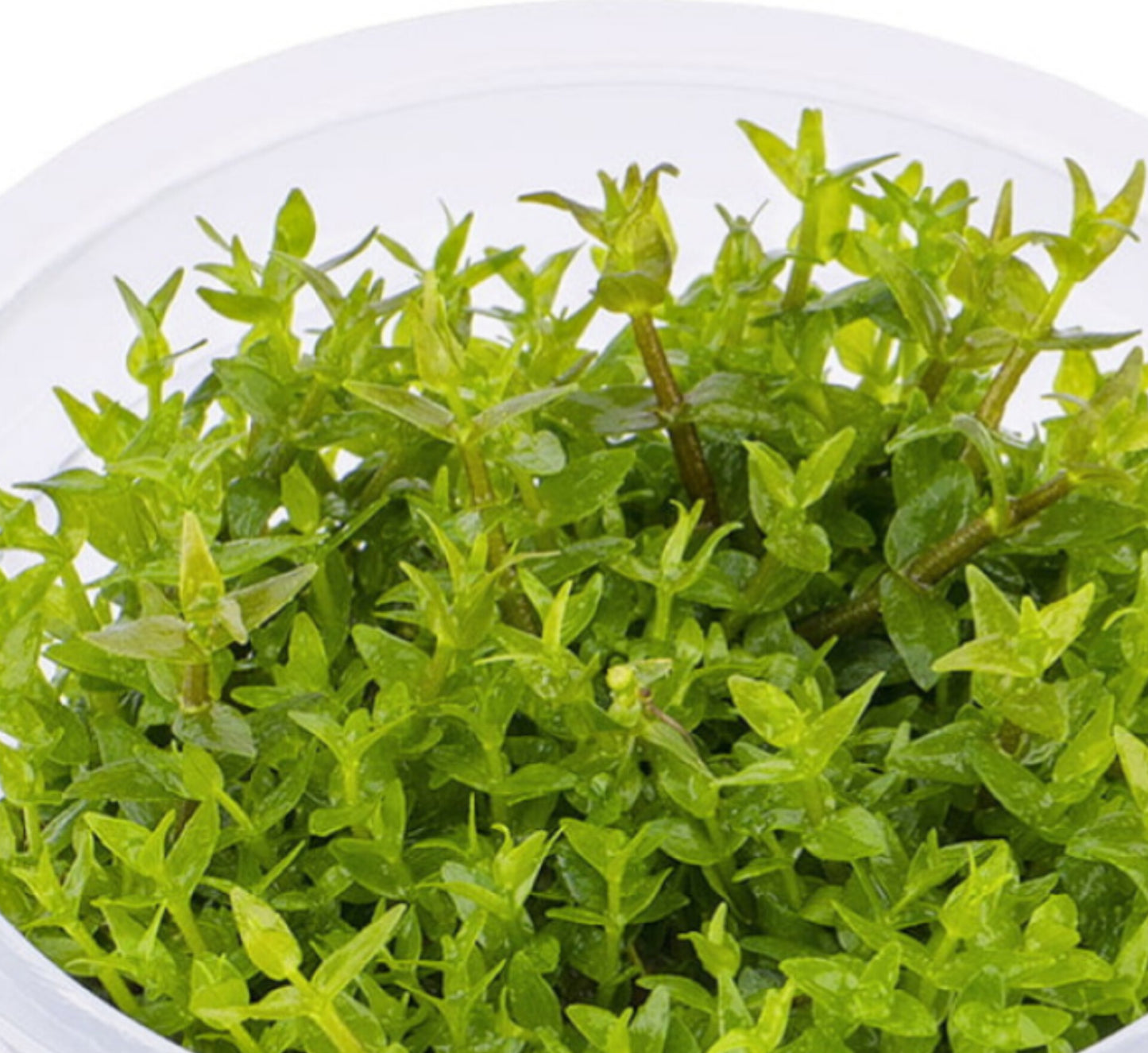 Gratiola Viscidula GRA01/041