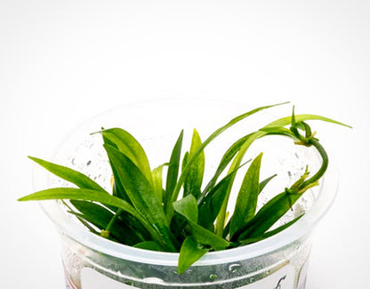 Helanthium bolivianum HEL01/046