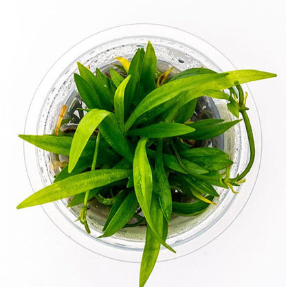 Helanthium bolivianum HEL01/046