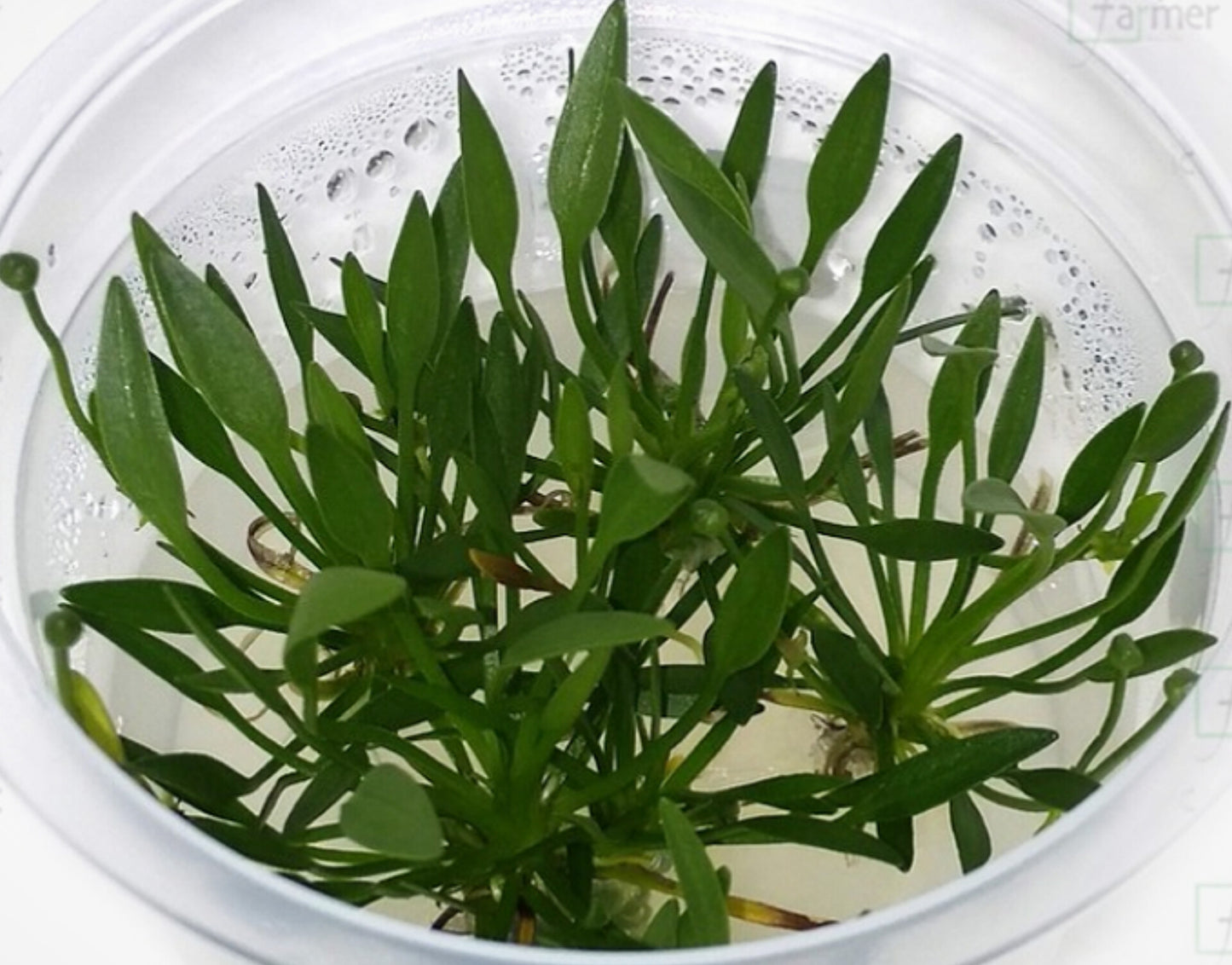 Helanthium tenellum HEL03/018