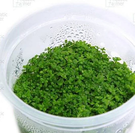 Hemianthus callitrichoides HEM01/022