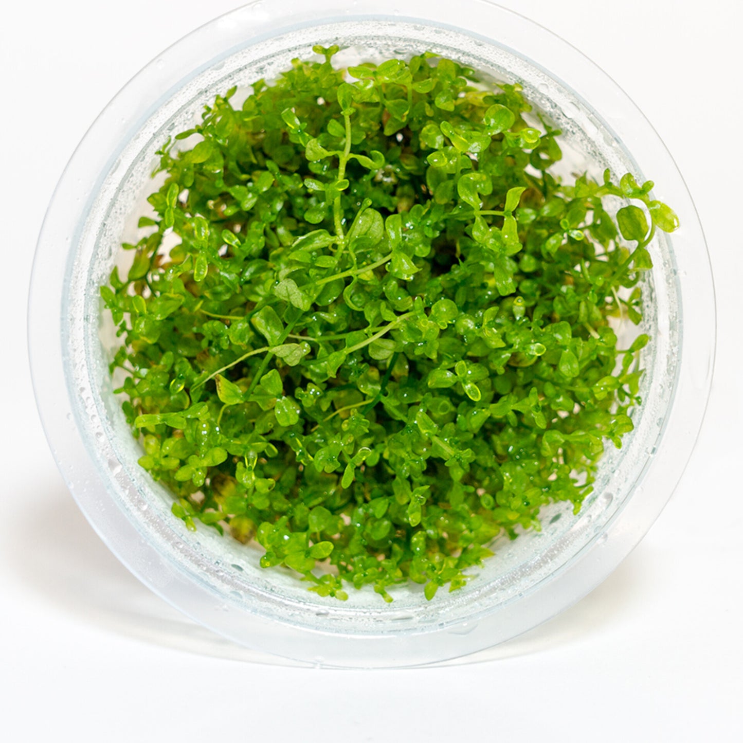 Hemianthus micranthemoides HEM02/025