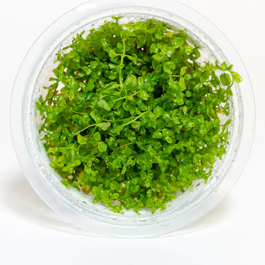 Hemianthus micranthemoides HEM02/025