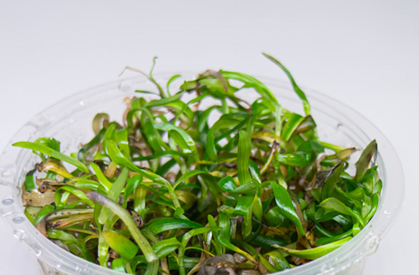 Heteranthera zosterifolia HET01/077