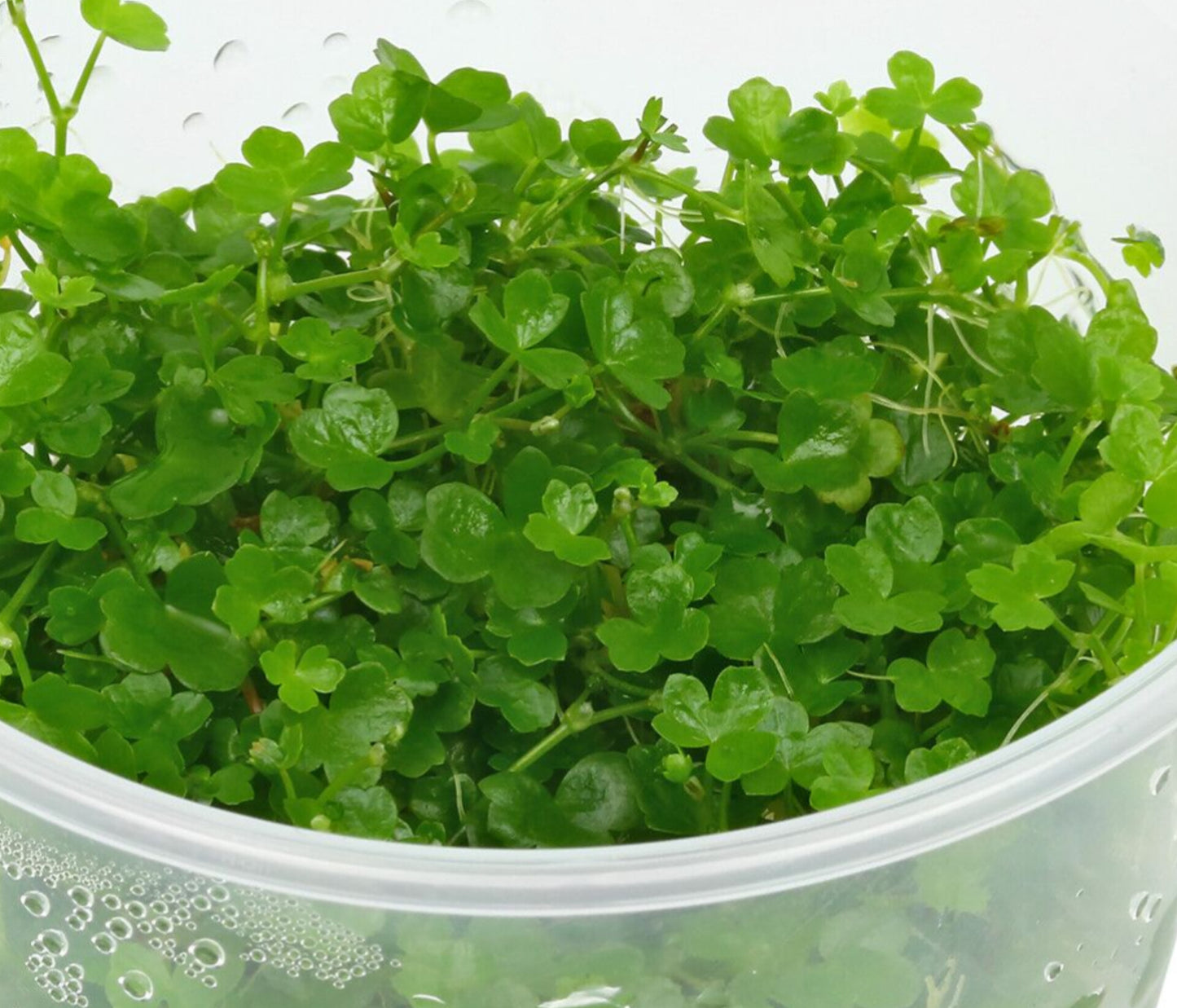 Hydrocotyle tripartita 'japan' HYD01/021