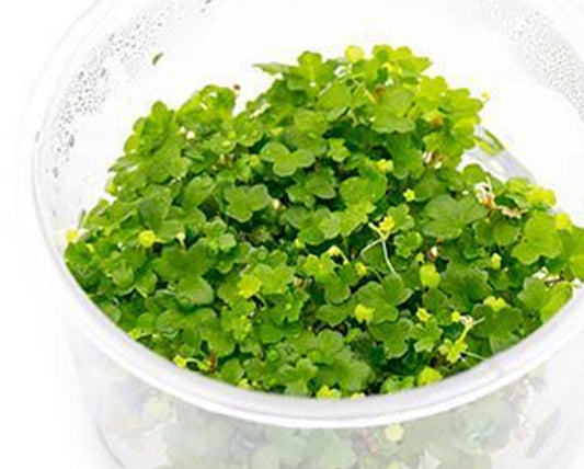 Hydrocotyle tripartita 'japan' HYD01/021